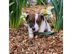 Parson Russell Terrier Puppy for sale in Assonet, MA, USA