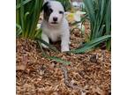Parson Russell Terrier Puppy for sale in Assonet, MA, USA