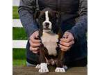 Boxer Puppy for sale in Forest City, IA, USA