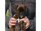 Boxer Puppy for sale in Forest City, IA, USA