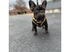 French Bulldog Puppy for sale in Republic, MO, USA