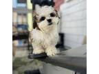 Shih Tzu Puppy for sale in Dorchester, MA, USA