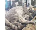 Adopt Sweetie - Claremont Location a Gray or Blue Domestic Shorthair / Mixed cat