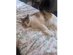 Adopt Nutmeg a Calico or Dilute Calico Calico / Mixed (short coat) cat in