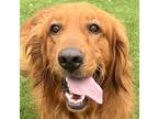 Adopt Hudson a Red/Golden/Orange/Chestnut Golden Retriever / Mixed dog in