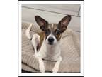 Adopt SCOTTY a Tricolor (Tan/Brown & Black & White) Rat Terrier / Mixed dog in