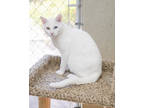 Adopt Venture a White Domestic Shorthair / Domestic Shorthair / Mixed cat in