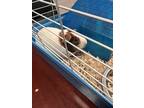 Adopt Lil Mama a White Guinea Pig / Mixed small animal in Savannah