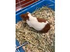 Adopt Beauty Bug a White Guinea Pig / Mixed small animal in Savannah