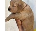 Golden Retriever Puppy for sale in Tampa, FL, USA