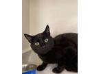 Adopt Ringo a All Black Domestic Shorthair / Domestic Shorthair / Mixed cat in