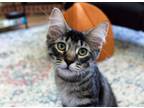Adopt Henry a Gray, Blue or Silver Tabby Domestic Mediumhair (medium coat) cat