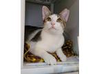 Adopt Milton - Adoption Center a Brown Tabby Domestic Shorthair (short coat) cat