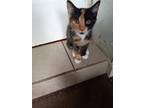 Adopt Cookie a Spotted Tabby/Leopard Spotted Tabby / Mixed (short coat) cat in