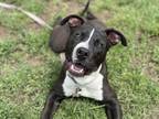 Adopt Louis a Black American Pit Bull Terrier / Mixed dog in Boulder