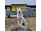 Adopt Longi a White Jindo / Mixed dog in Palisades Park, NJ (38462249)