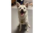 Adopt Rani a White Jindo / Mixed dog in Palisades Park, NJ (38486489)