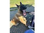 Adopt Leo a Brown/Chocolate - with White Belgian Malinois / Mixed dog in