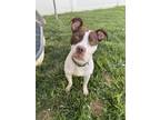 Adopt Kali a Brown/Chocolate - with White American Pit Bull Terrier / American