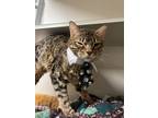 Adopt Toby a Brown or Chocolate Bengal / Domestic Shorthair / Mixed cat in E.
