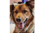 Adopt Emma a Red/Golden/Orange/Chestnut - with White Golden Retriever / Mutt /