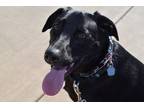 Adopt Aaliyah a Black - with White Labrador Retriever / Australian Cattle Dog /