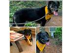 Adopt Silk a Brown/Chocolate - with Black Rottweiler / German Shepherd Dog /