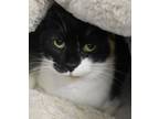 Adopt Jane a All Black Domestic Shorthair / Domestic Shorthair / Mixed cat in