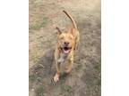 Adopt Chief a Tan/Yellow/Fawn American Pit Bull Terrier / Mixed dog in