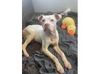 Adopt Hail a White Pit Bull Terrier / Mixed dog in St. Clair Shores
