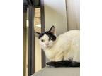 Adopt A-Wing a White Domestic Shorthair / Domestic Shorthair / Mixed cat in