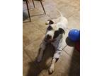 Adopt Zach a White - with Black American Pit Bull Terrier / Great Dane / Mixed