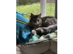 Adopt Quire a Gray, Blue or Silver Tabby Domestic Longhair / Mixed (long coat)