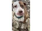 Adopt Zeus a White - with Red, Golden, Orange or Chestnut American Pit Bull