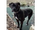 Adopt Artemis a Black Boxer / American Pit Bull Terrier / Mixed dog in