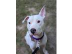 Adopt Topaz a White American Pit Bull Terrier / Mixed dog in Olympia