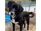 Adopt Terrance a Black Mixed Breed (Medium) / Mixed dog in Charleston