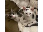 Adopt Tenderfoot and Tumbleweed a White Domestic Shorthair / Mixed cat in