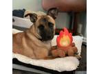 Adopt Campfire a Tan/Yellow/Fawn German Shepherd Dog / Mixed dog in Manchester