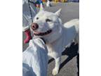 Adopt Bori a White Spitz (Unknown Type, Medium) / Jindo / Mixed dog in Torrance