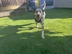 Adopt Rex a Brown/Chocolate - with White Dalmatian / Mixed dog in Norfolk
