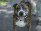 Adopt Cerberus a Brindle Mixed Breed (Large) / Mixed dog in West Chester