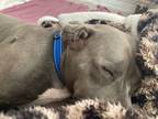 Adopt Karma a Gray/Silver/Salt & Pepper - with White Pit Bull Terrier / Mixed