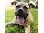 Adopt Sam a Tan/Yellow/Fawn Mastiff / Mixed dog in Valdosta, GA (38633774)