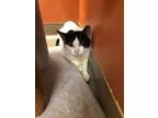 Adopt AT-AT a All Black Domestic Shorthair / Domestic Shorthair / Mixed cat in