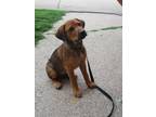 Adopt Jojo a Brown/Chocolate - with Tan Hound (Unknown Type) / Mixed Breed