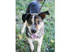 Adopt Woody--HW+ (SPONSORED) a Black Australian Cattle Dog / Mixed dog in