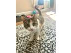 Adopt Penny in CT a Calico or Dilute Calico Domestic Shorthair (short coat) cat