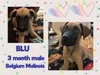 Adopt BLU - 3 MONTH BELGIAN MALINOIS a Brown/Chocolate - with Black Belgian