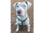 Adopt Relina a White Mixed Breed (Large) / Mixed dog in Chamblee, GA (38431107)